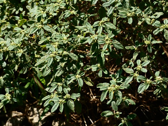 {Croton lindheimerianus}